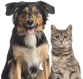 Kansas Humane Society | Animal Shelter | Wichita, KS