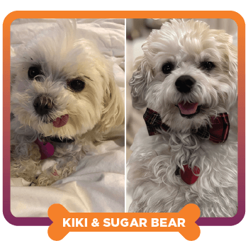 December 2025 Featured Pet