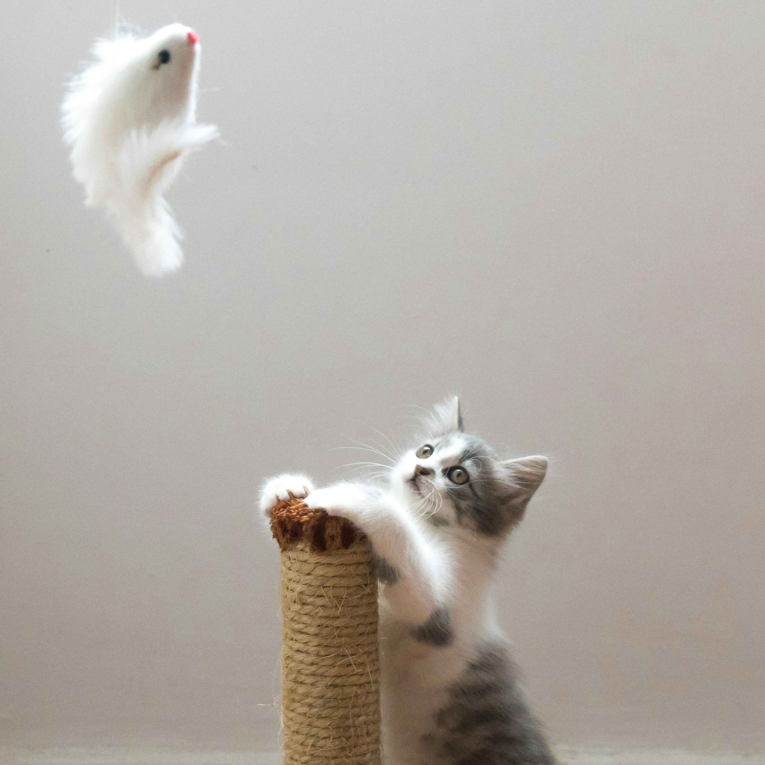 5 Fun Ways to Keep Your Indoor Cat Moving